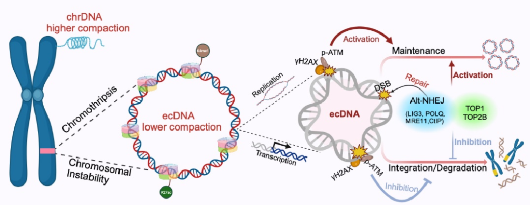 1745916837534357.png 2-2.png