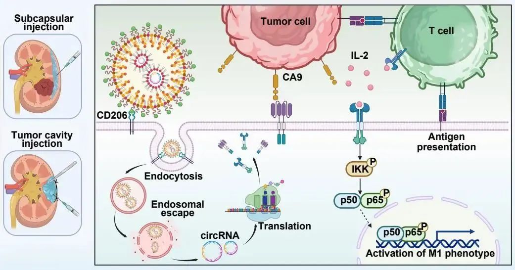 1747041363125162.jpg 1-2.jpg