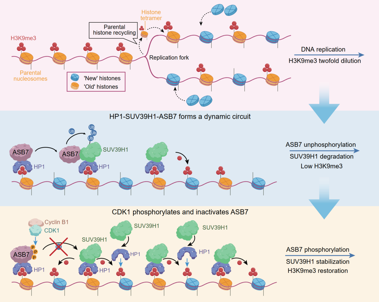 1748915866260408.png 1-2.png