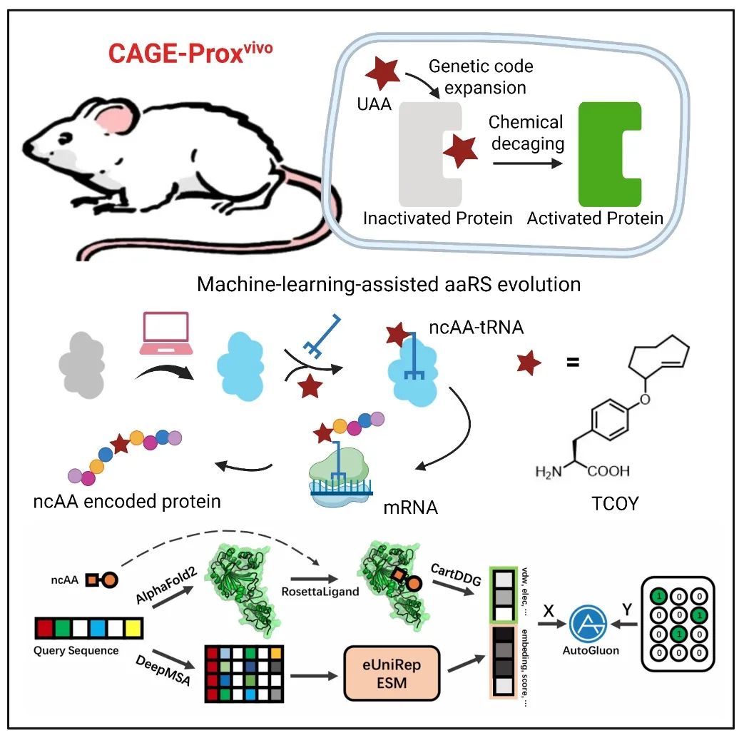 1749115526761653.jpg 1-4.jpg