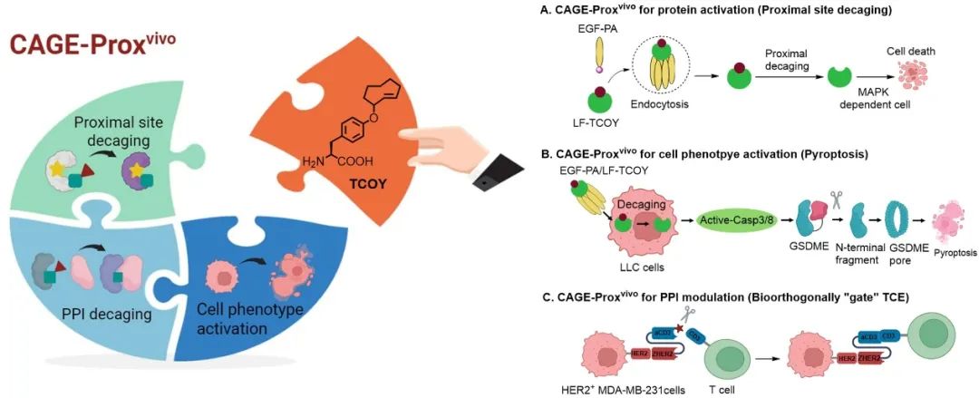 1749115537220213.jpg 1-5.jpg