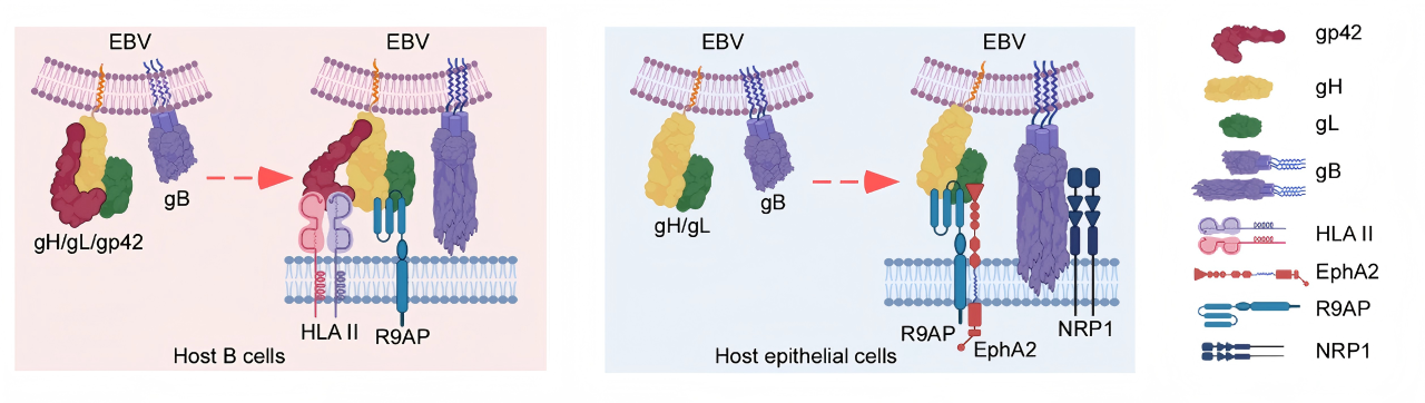 1750668321563206.png 1-2.png