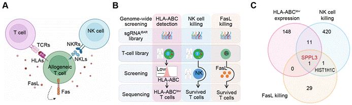 1755855051966635.jpg 2-2.jpg